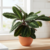 Calathea Warscewiczii: Exotische Blattpracht mit samtigen Blättern Bild 3