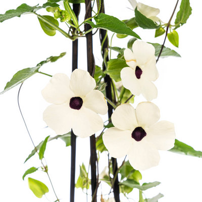 4x Thunbergia alata Sunny Susy White, Ø13cm Topf, 60cm hoch