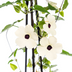4x Thunbergia alata Sunny Susy White, Ø13cm Topf, 60cm hoch Bild 2