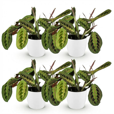 Maranta Fascinator Tricolour: 4 Pflanzen im weißen Topf
