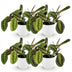 Maranta Fascinator Tricolour: 4 Plants in a White Pot Bild 2