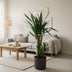 Yucca Elephantipes: Robust Houseplant in Ø17cm Pot, 85cm High Bild 5