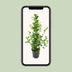 Ficus microcarpa Moclame (Ø21cm, ↕95cm) – Eleganter Zimmerficus für Ihr Zuhause Bild 5