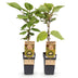 Grüne Kiwi Obstpflanze: 2x Actinidia deliciosa 'Jenny' im 15cm Topf Bild 1