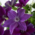 Clematis Double Up Barnadine & Masa im 23cm Topf Bild 5