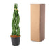 Sansevieria cylindrica 'Twist' (40 cm) - Moderne Bogenhanf-Zierpflanze Bild 3