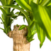 Dracaena Fragrans Massangeana mit Topf Ø21cm, ↕90-110cm Bild 5