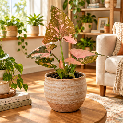 Syngonium Pink Splash: Bunte Zimmerpflanze mit tropischem Flair
