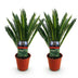 Green boutiQ - Zimmerpflanze - Cycas revoluta - Palmenfarn - Wenig Pflege - Grün - 2 - Topf 14cm - Höhe 45cm Bild 2