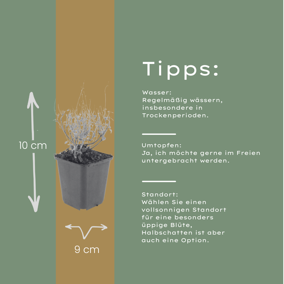 6x Calamintha n. nepeta - ↕10-25cm - Ø9cm