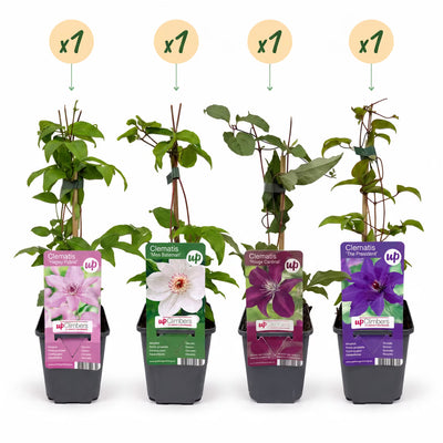 Clematis Rainbow: 4 Kletterpflanzen für bunte Gärten