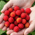 GreenboutiQ - Fruit Plants - Japanese Wineberry - Rubus Phoenicolasius - Winter Hardy - 6 Plants - 9 cm Pot - Red Berry Bild 5