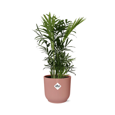 Chamaedorea Elegans (Bergpalme) im ELHO Vibes Fold Topf 14cm rosa