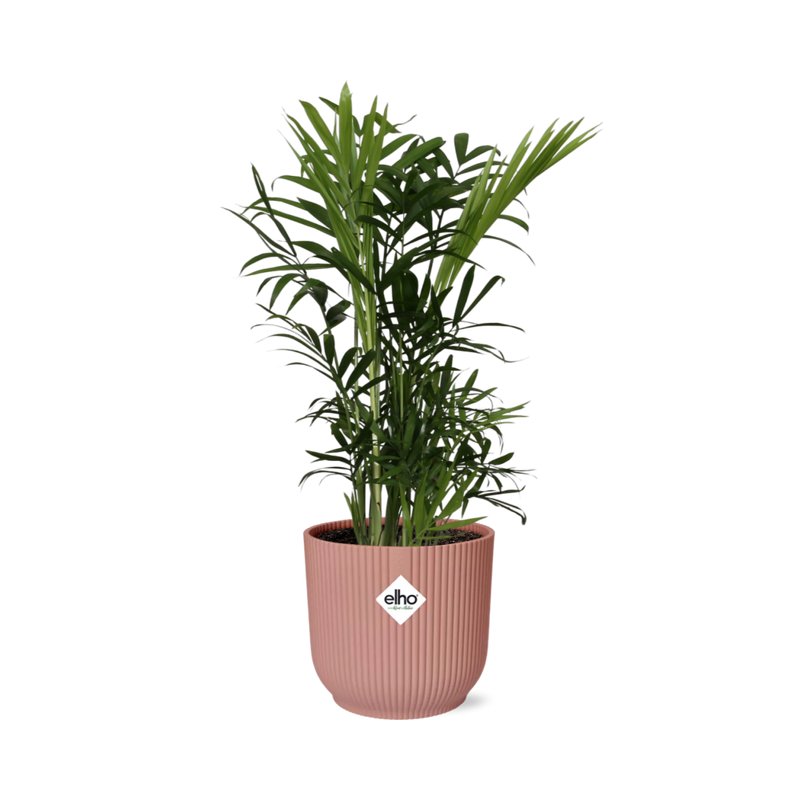 Chamaedorea Elegans (Bergpalme) im ELHO Vibes Fold Topf 14cm rosa