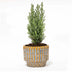 Kerstboom 'Ellwoodii' + Pot Echo - 25 - 30  cm hoog Bild 3