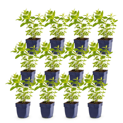Green boutiQ - Perennial - Nepeta sib. Wild Orchid - Catnip - Bee and Butterfly Attractor - Pink - 12 Plants - Pot 11cm - Height 15-25cm