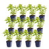 Green boutiQ - Perennial - Nepeta sib. Wild Orchid - Catnip - Bee and Butterfly Attractors - Pink - 12 Plants - Pot 11cm - Height 15-25cm Bild 2
