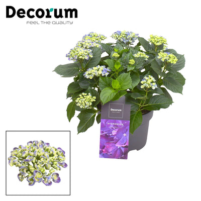 Hydrangea Curly Wurly Blauw (9-15cm) 50cm Topf 23cm