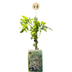 4x Echter Jasmin, Kletterpflanze, weiß, Ø9cm, ↕35cm Bild 2