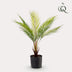 Kunstpalme Chamaedorea Elegans Bergpalme 50cm Bild 3