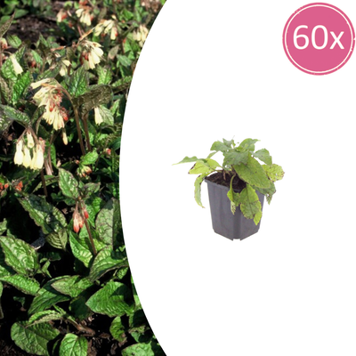 60x Symphytum grandiflorum (Beinwell) - 10-25cm Höhe - 9cm Topf