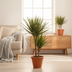 Dracaena Marginata Bicolor Topf Ø17cm, 50-70cm hoch Bild 5