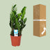 Zamioculcas Zamiifolia (ZZ-Pflanze) - Ø17cm, ↕60cm Bild 4