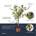 Artificial Olive Tree in Pot, 65 cm – Mediterranean Charm Bild 3