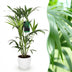 Kentia Palme (Howea Forsteriana) – Wenig Pflege, 80-85cm, Weißer Topf Bild 1