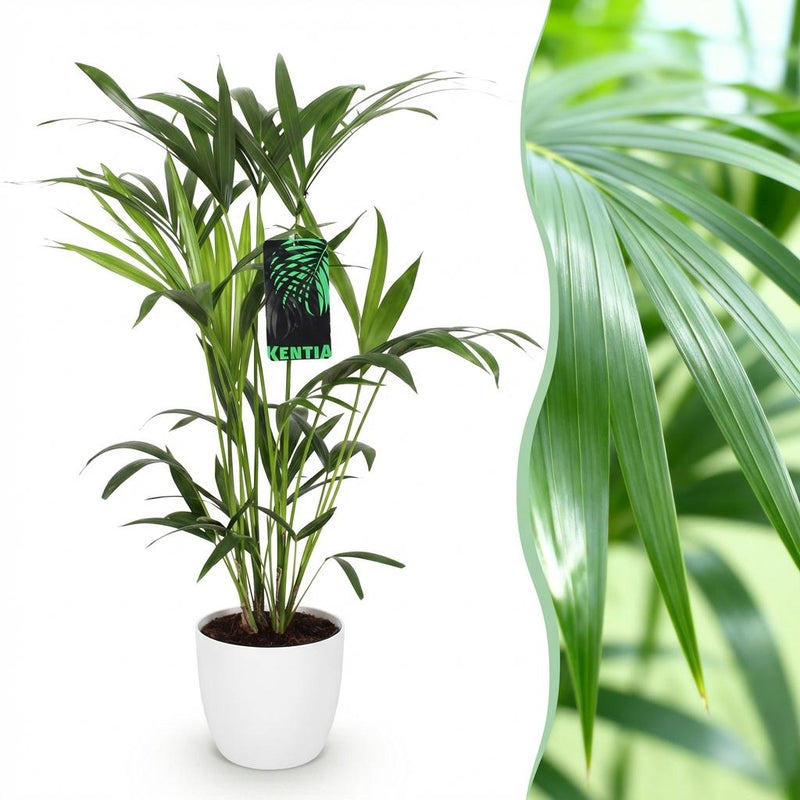 Kentia Palme (Howea Forsteriana) – Wenig Pflege, 80-85cm, Weißer Topf