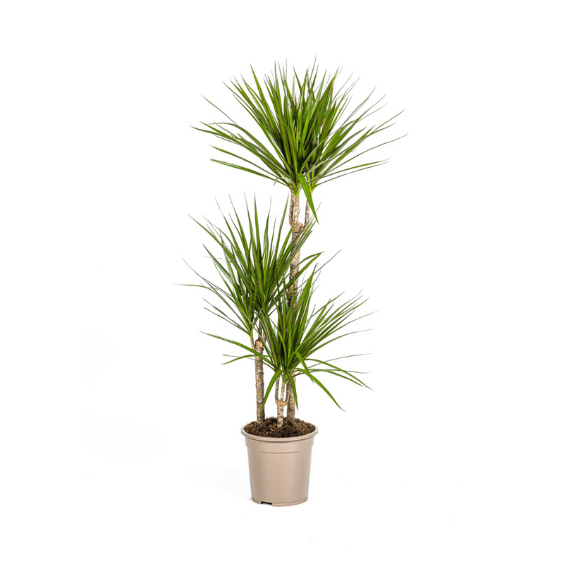Dracaena Marginata Green Zimmerpflanze Ø21cm, Höhe 110-130cm