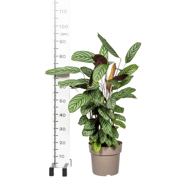 Calathea Oppenheimiana mit Korb Ø24cm - ↕80 - 100cm