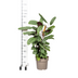 Calathea Oppenheimiana mit Korb Ø24cm - ↕80 - 100cm Bild 2