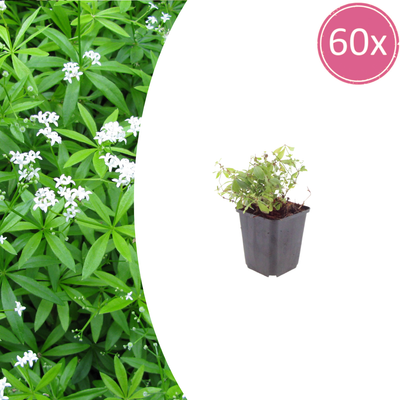 60x Waldmeister (Galium odoratum) 10-25cm im 9cm Topf