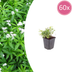 60x Waldmeister (Galium odoratum) 10-25cm im 9cm Topf Bild 1