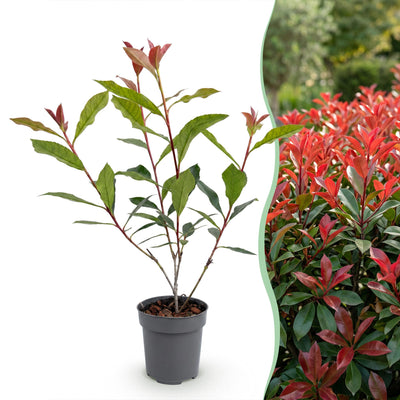 Green boutiQ - 24x Photinia fraseri 'Carre Rouge' - Red Robin - Hedge Plants - Evergreen - Red - 9cm Pot - Height 25-35cm