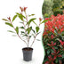 Green boutiQ - 24x Photinia fraseri Carre Rouge - Glanzmispel - Heckenpflanzen - Immergrün - Rot - Topf 9cm - Höhe 25-35cm Bild 2
