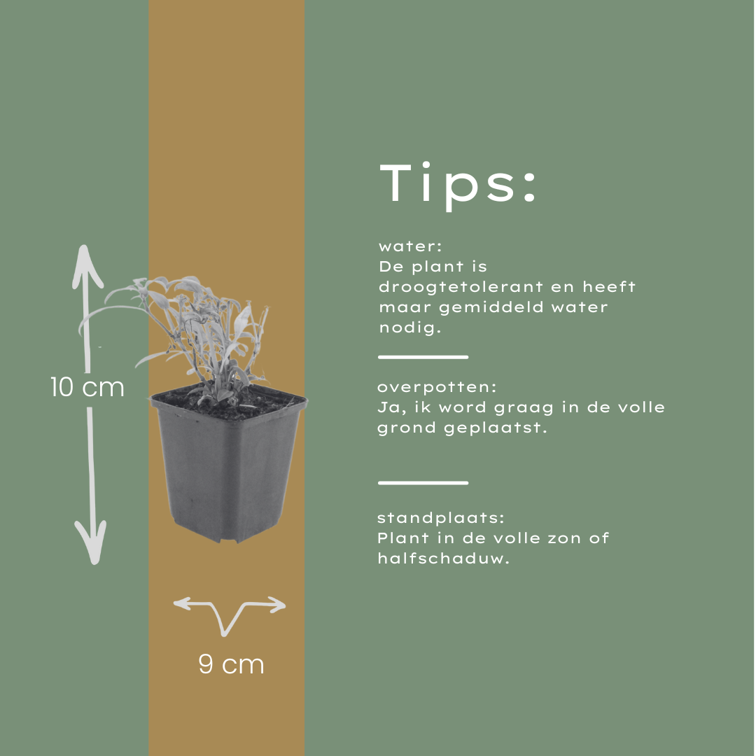 12x Rote Spornblume 'Coccineus' (10-25cm)