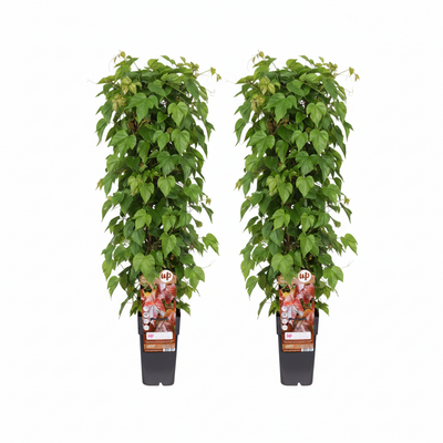 Parthenocissus Tricuspidata 'Veitch' - 2 Stück, Ø15cm, ↕65cm