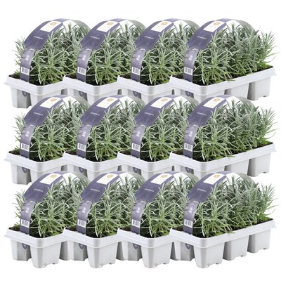 12 x 6er Lavendel angustifolia im 7cm Topf, 15cm hoch