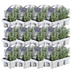 12 x 6er Lavendel angustifolia im 7cm Topf, 15cm hoch Bild 2