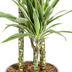 Dracaena Deremensis White Stripe Korb Ø24cm, 130-150cm Bild 5