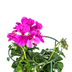 8x Hängegeranien Violett Ø12cm, Höhe 20cm Bild 2