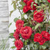 3x Rose 'Crazy in Love'® Red, ↨65cm, Ø15cm Topf Bild 4