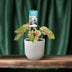 Caladium Miss Muffet Topfpflanze, Ø12cm, ↕25cm Bild 3