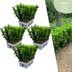24x Euonymus 'Green Spire' Heckenpflanzen Ø 7cm, ↨ 15cm Bild 1