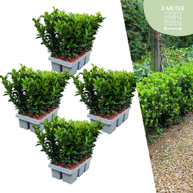 24x Euonymus 'Green Spire' Heckenpflanzen Ø 7cm, ↨ 15cm