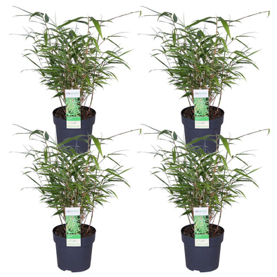 4x Fargesia rufa Bambus - 40cm - Ø14cm - Kompakter Zierbambus