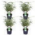 4x Fargesia rufa Bambus - 40cm - Ø14cm - Kompakter Zierbambus Bild 1