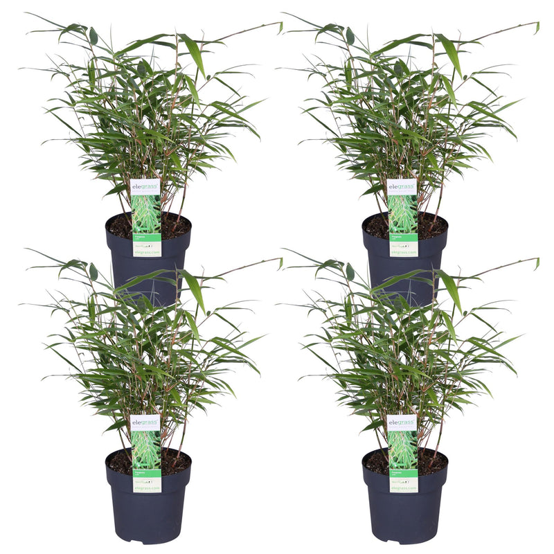 4x Fargesia rufa Bambus - 40cm - Ø14cm - Kompakter Zierbambus